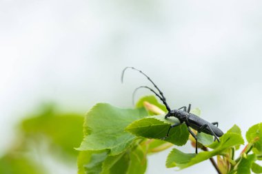 Bir kireç ağacında oturan Oğlak Böceği (Cerambyx scopolii, Cerambycidae) (Viyana, Avusturya)