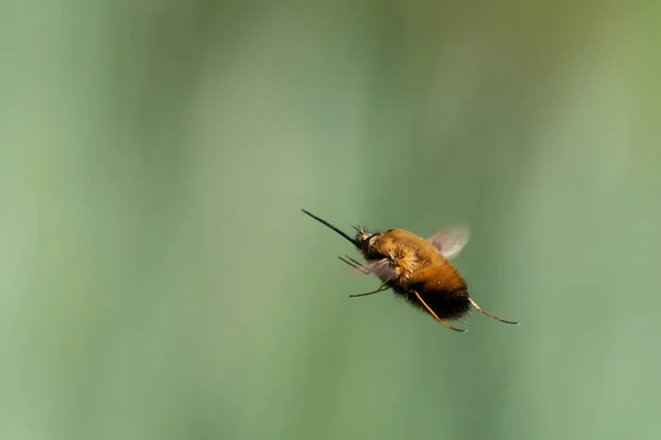 Bir Arı Sineği Bombyliidae Bombyliidae Baharın Güneşli Bir Gününde Uçmaktadır — Stok fotoğraf