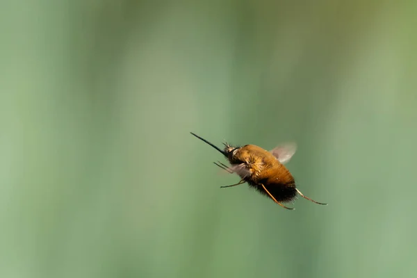 Una Mosca Abeja Bombylius Major Bombyliidae Vuelo Día Soleado Primavera —  Fotos de Stock