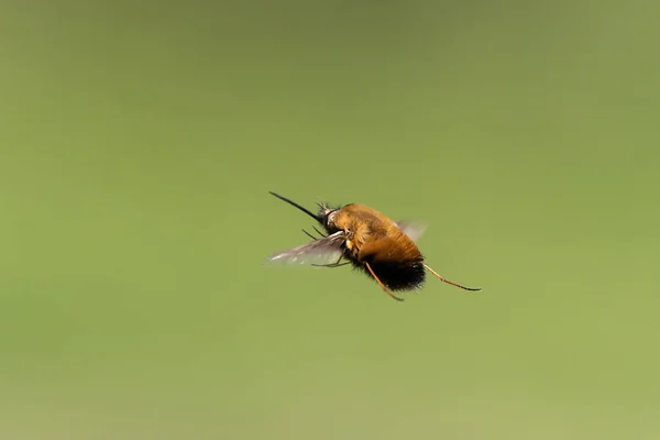 Mucha Pszczoła Bombylius Major Bombyliidae Locie Słoneczny Dzień Wiosną Wiedeń — Zdjęcie stockowe