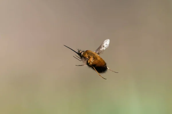 Una Mosca Abeja Bombylius Major Bombyliidae Vuelo Día Soleado Primavera —  Fotos de Stock