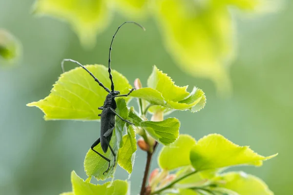 Uno Scarabeo Capricorno Cerambyx Scopolii Cerambycidae Seduto Tiglio Vienna Austria — Foto Stock