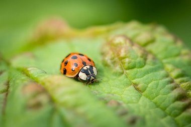 Yetişkin bir Asyalı uğur böceği (Harmonia axyridis, Coccinellidae) yeşil bir yaprağın üzerinde oturur.