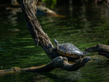 Göl kaydırağı (Trachemys scripta) dinleniyor ve güneşin tadını çıkarıyor (Viyana, Avusturya))