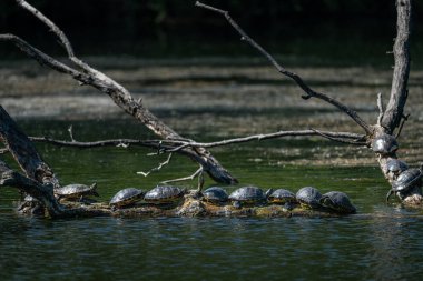 Bir grup Pond kaydırıcısı (Trachemys betiği) dinleniyor ve güneşin tadını çıkarıyor (Viyana, Avusturya))