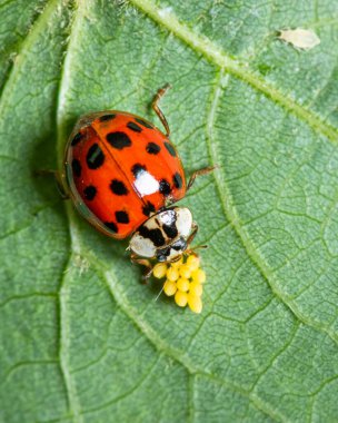 Yetişkin bir Asyalı uğur böceği (Harmonia axyridis, Coccinellidae) sarı yumurtalı bir yaprağın üzerinde oturur.