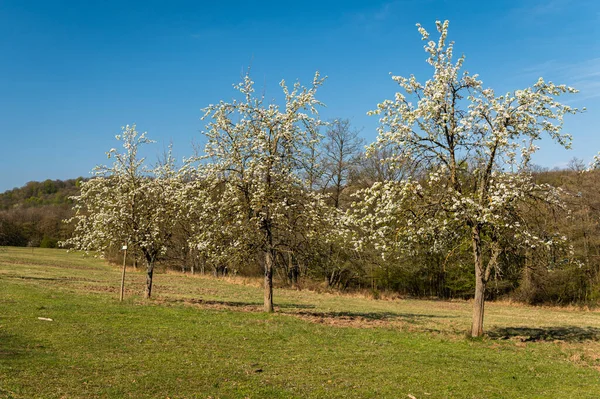 Árboles Flores Blancas Día Soleado Primavera Cielo Azul Lainzer Tiergarten —  Fotos de Stock