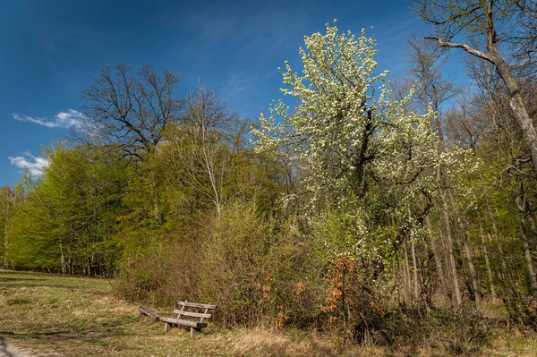 Białe Drzewo Kwitnące Wiosną Błękitne Niebo Lainzer Tiergarten Wiedeń Austria — Zdjęcie stockowe