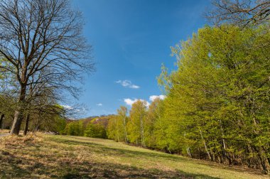 Baharın güneşli bir gününde ormandaki çayır, taze yeşil yapraklar, Lainzer Tiergarten (Viyana, Avusturya)