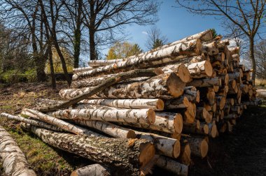 Baharın güneşli bir gününde kesilmiş huş yığını, Lainzer Tiergarten (Viyana, Avusturya)