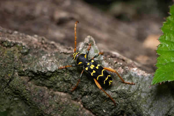 Hermoso Escarabajo Cuerno Largo Plagionotus Arcuatus Cerambycidae Sentado Madera Viena — Foto de Stock