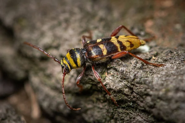 Belo Besouro Longhorn Plagionotus Detritus Cerambycidae Sentado Madeira Viena Áustria — Fotografia de Stock