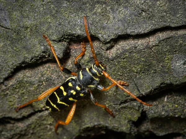 Belo Besouro Longhorn Plagionotus Arcuatus Cerambycidae Sentado Madeira Viena Áustria — Fotografia de Stock