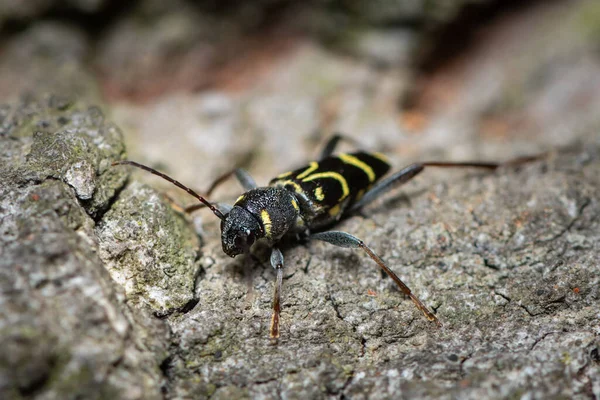 维也纳 奥地利 一只美丽的长角甲虫 Xylotrechus Cerambycidae 栖息在木材上 — 图库照片