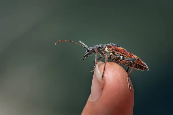 Krásný Brouk Dlouhorohý Rhagium Bifasciatum Cerambycidae Sedící Špičce Prstu — Stock fotografie