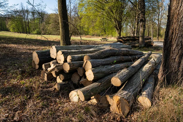 Uma Pilha Buzinas Cortadas Dia Ensolarado Primavera Lainzer Tiergarten Viena — Fotografia de Stock