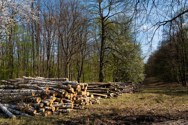 Ein Haufen Gemähter Birken Einem Sonnigen Frühlingstag Lainzer Tiergarten Wien — Stockfoto