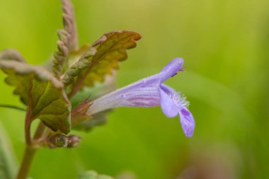 Viyana 'da bir bahçede büyüyen bir sarmaşığın (Glechoma hederacea, Lamiaceae) çiçek açması (Avusturya)