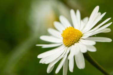 Yeşil arka planda büyüyen bir papatyanın (Bellis perennis) yakın çekimi