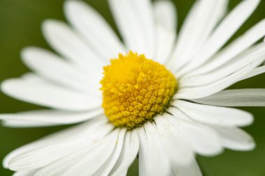 Yeşil arka planda büyüyen bir papatyanın (Bellis perennis) yakın çekimi