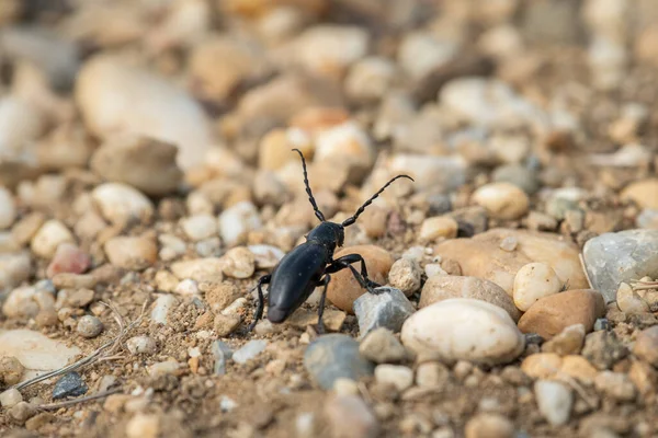 Egy Hosszúszarvú Bogár Dorcadion Aethiops Földön Napsütéses Tavaszi Napon — Stock Fotó