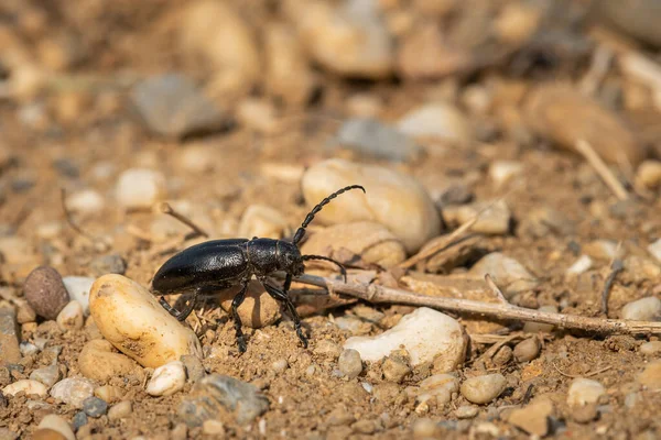 Besouro Longhorn Dorcadion Aethiops Sentado Chão Dia Ensolarado Primavera — Fotografia de Stock