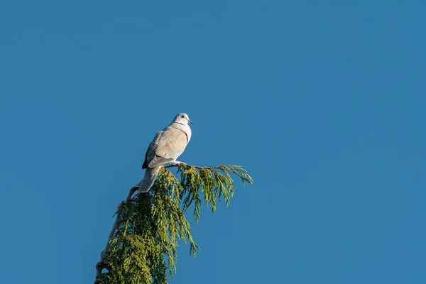 Eurasian Collared Dove Streptopelia Decaocto Sedí Vrcholu Stromu Slunečného Jara — Stock fotografie