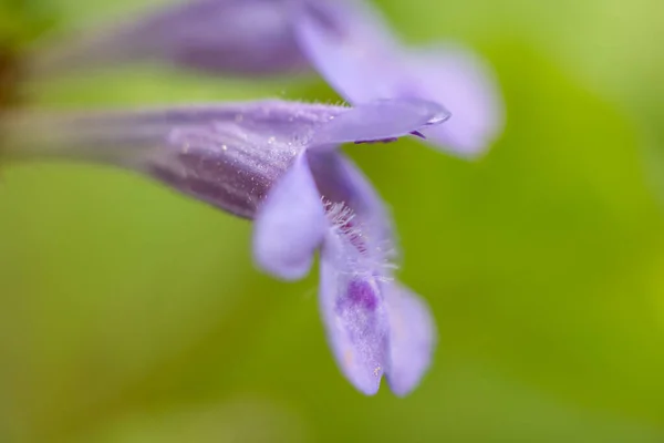 Closeup of the blossom of a ground-ivy (Glechoma hederacea, Lamiaceae) growing in a garden in Vienna (Austria)