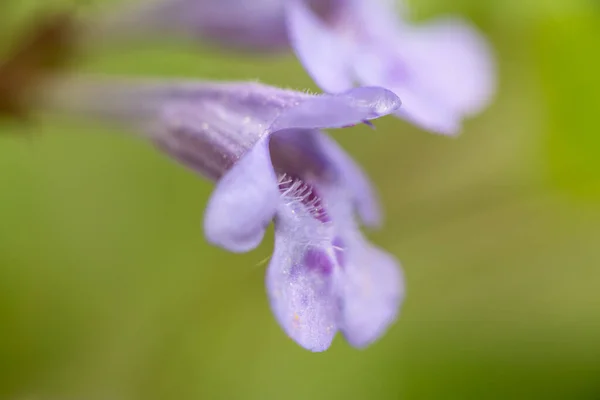 Closeup of the blossom of a ground-ivy (Glechoma hederacea, Lamiaceae) growing in a garden in Vienna (Austria)