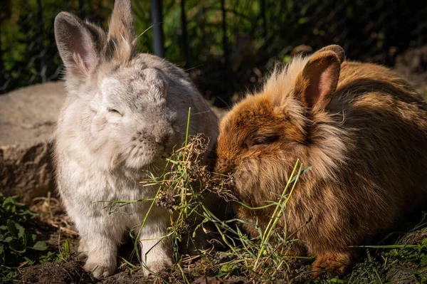 Dos Lindos Conejos Cabeza León Brwon Comida Blanca Afuera Jardín — Foto de Stock