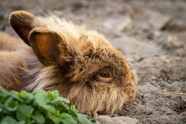 A brown cute dwarf rabbit (lions head) resting on the ground in the garden