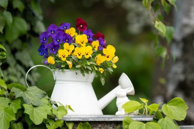 Beyaz bir çiçek saksısında, beyaz sulama tenekesinde (Viola wittrockiana) bahçe menekşelerine yakın çekim