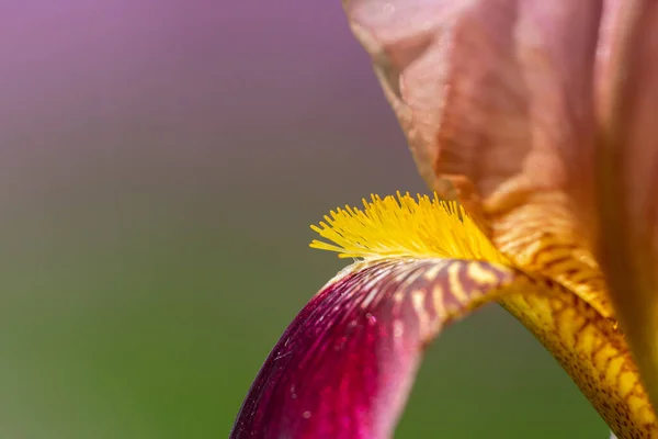 Detalle Una Flor Roja Amarilla Iris Primavera — Foto de Stock