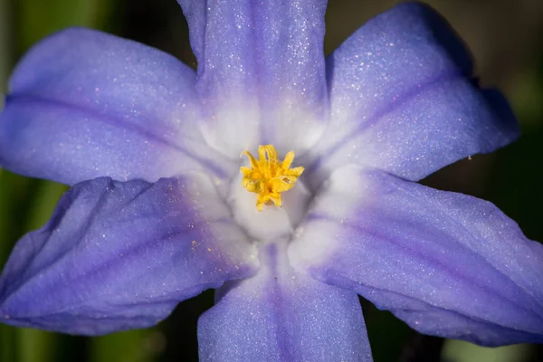 Подробиці Слави Квітки Снігу Chionodoxa Cleiliae Навесні — стокове фото
