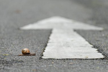 Beyaz bir okla yanlış yöne giden bir salyangoz yaklaşıyor.