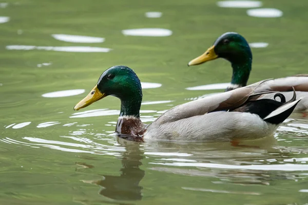 Großaufnahme Zweier Stockenten Die Frühling Auf Einem Fluss Schwimmen — Stockfoto