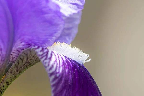 Detail Einer Violetten Blüte Einer Iris Frühling Blüte Einer Iris — Stockfoto