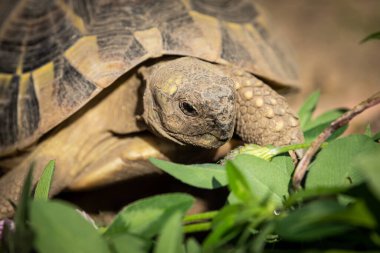 Baharın güneşli bir gününde bir kaplumbağa portresi (Testudo hermanni boettgeri)