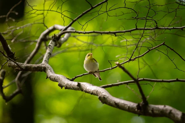 Warbler Madeira Sentado Galho Pequeno Uma Floresta Caduca Primavera — Fotografia de Stock