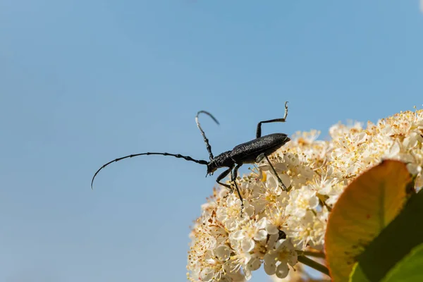 Retrato Besouro Capricórnio Cerambyx Scopolii Cerambycidae Sentado Sobre Uma Flor — Fotografia de Stock