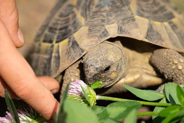 Portrait Tortoise Testudo Hermanni Boettgeri Biting Green Leaf Sunny Day — Stock Photo, Image