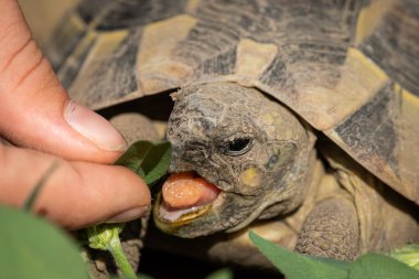Bir kaplumbağa portresi (Testudo hermanni boettgeri) ilkbaharda güneşli bir günde yeşil bir yaprağı ısırıyor.