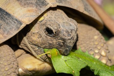 Bir kaplumbağa portresi (Testudo hermanni boettgeri) ilkbaharda güneşli bir günde yeşil bir yaprağı ısırıyor.