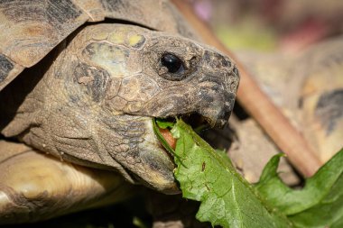 Bir kaplumbağa portresi (Testudo hermanni boettgeri) ilkbaharda güneşli bir günde yeşil bir yaprağı ısırıyor.