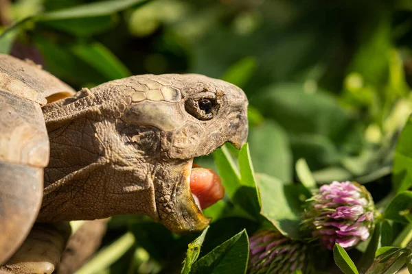 Portrait Tortoise Testudo Hermanni Boettgeri Biting Red Clover Plant Sunny — Stock Photo, Image