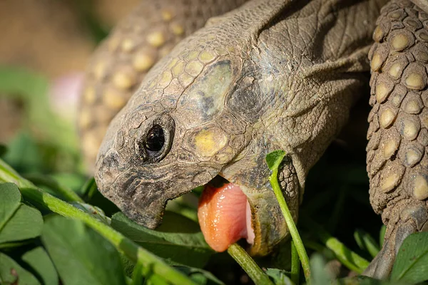 Portret Żółwia Testudo Hermanni Boettgeri Gryzącego Zielony Liść Słoneczny Dzień — Zdjęcie stockowe