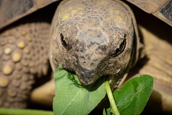 Portrait Tortoise Testudo Hermanni Boettgeri Biting Red Clover Plant Sunny — Stock Photo, Image