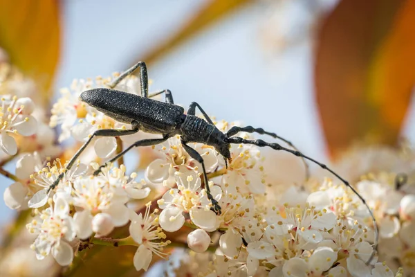 Retrato Escarabajo Capricornio Cerambyx Scopolii Cerambycidae Sentado Sobre Una Flor — Foto de Stock