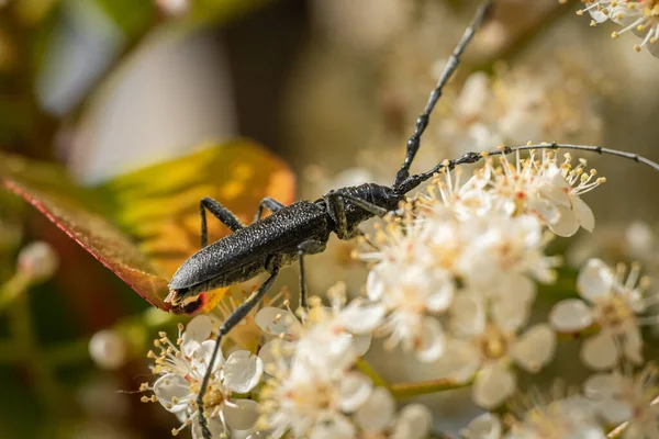 Bak Bogár Cerambyx Scopolii Cerambycidae Portréja Fehér Virágon Bécs Ausztria — Stock Fotó