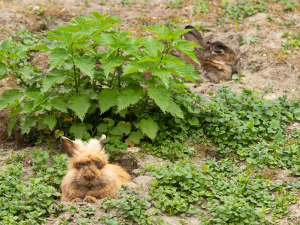 Kahverengi Şirin Bir Cüce Tavşan Aslanların Başı Çimenlerde Dinleniyor — Stok fotoğraf